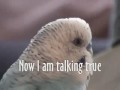 Best Talking Parrot - The First Bird by Victor the Budgie