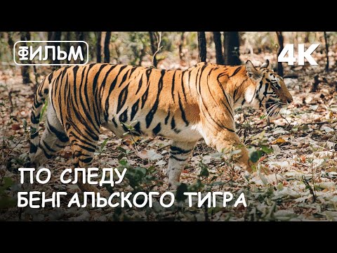 По следу Бенгальского тигра