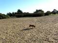 videos de Rescued Shiba enjoying a day at the park