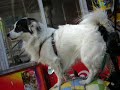 ?ANSLI ; MOTOR-CYCLIST DOG
