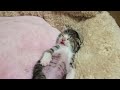 バンザイをする子猫 - Banzai Kitten