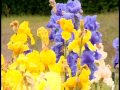 Visit Iris Garden Business