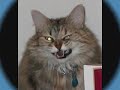 cats!episode 1 cats!episode 1