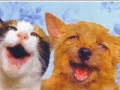 dog and cat