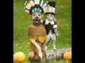 dog and cat