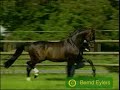 Feiner Stern  - 17 hand black bay elite Hanoverian stallion by Goldstern was recently imported from Germany.  At the stallion performance test, Feiner Stern achived the score of 9.0 four times (Ability to work, Trot, Canter, and Rideability) and got more than 120 points in the final results. Due to this performance, in combination with a convincing first crop, as well as his impressive appearance (type and trot), he was awarded the title of Main Premium Champion Stallion in Oldenburg (1987).  His first batch of foals brought 4 approved sons, among them Feinbrand, the first vice champion, and Fair Play, the second vice champion of the 1989 stallion approvals in Oldenburg. The FN breeding value lists Feiner Stern with a strongly secured breeding value for dressage, which counts him among the top sires Germany-wide.  Feiner Stern stands at GW Ranch in Valley Center, California.  Visit his web site to learn more about him.  http://www.ixpres.com/gwranch/Feinerstern.htmland see offspring of Feiner Stern at www.sonestafarms.com