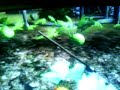 possesed rake oblivion glitch