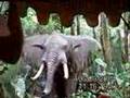 Jungle-Cruise-with-7