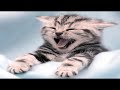 Very Funny Cats Part 8 Icon