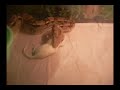 Jungle Exotics Tour & Feeding