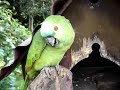Papagaio chorão