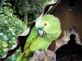 Papagaio chor�o