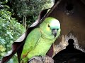 Papagaio chorão