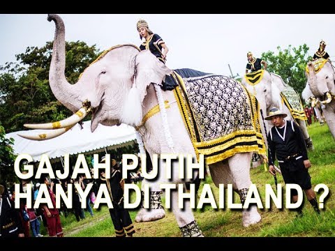 Tahukah kamu Mengapa Thailand disebut Negeri Gajah Putih ?