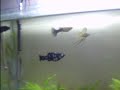Aquário plantado, ph 7,4+, 80 litros.Fauna: 1 Iriatherina Werneri, uma Beta fêmea e 1 Lebiste (Guppy),1 Molinésia Dálmata.Parece uma dança de acasalamento, não provada. 