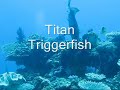 Titan Triggerfish.wmv