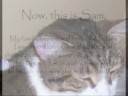 My Pet Cats My Pet Cats