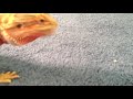 Click here to watch this video flame spits out a mealworm