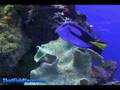 Hippo Tang - That Fish Place Saltwater Fish Species Profile