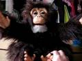 videos de FurReal chimpy