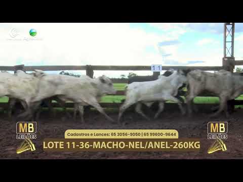 540� LEIL�O VIRTUAL MB LEIL�ES