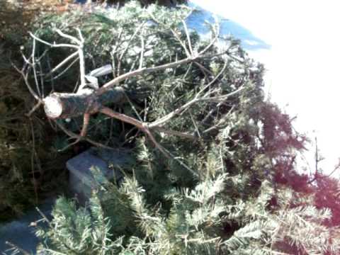 how to sink christmas trees for crappie