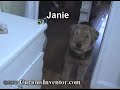 Kitchen Counter Invisible Fence