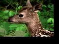 Tierpark Wolgast DVD