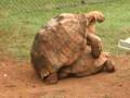 videos de turtle love
