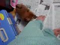 柴犬動画