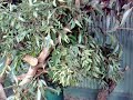 GMG 2008 Koala