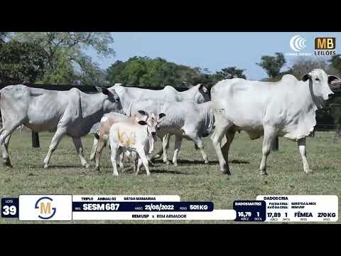 2� DE OLHO NA FAZENDA NELORE SESMARIAS