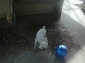 Poppy Cocks the poodle