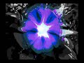 Daevid Allen: Gliss Bliss For Fliss City Daevid Allen: Gliss Bliss For Fliss City