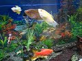 aquario de agua doce com 160 litros e umas 10 especies diferentes de peixes, sei que alguns dirao que algumas dessas especies sao incompativeis, mas todos estao muito saudaveis e vivem em perfeita harmonia... 