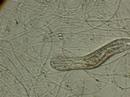 Gastrotrichiae
