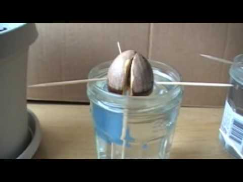 how to grow avocado from seed