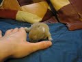 Newborn Bunny (1 Week Old) James Bunn Newborn Bunny (1 Week Old) James Bunn