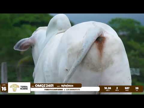 1� De Olho na Fazenda - Terra Nobre