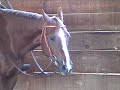 Call Me Unchippable AQHA/APHA