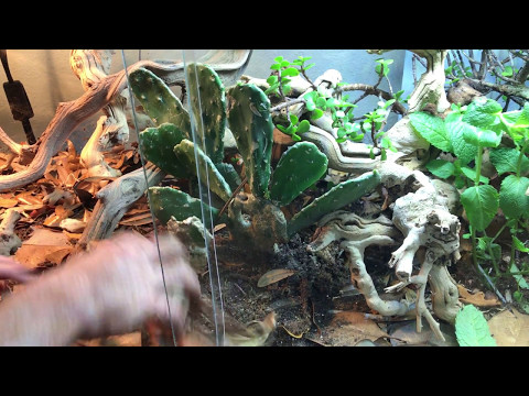 YouTube reptile video