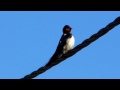 Swallow Bird [Canon SX1]