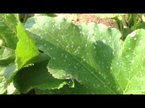 how to get rid of powdery mildew on zucchini