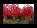 Nature's Fall Colors