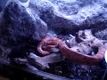 my snake salami :D