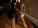 5 Month German Shepherd Pup at play inside.