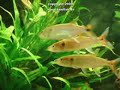 Acestrorhynchus falcatus courtship and spawn Balz + Eiablage