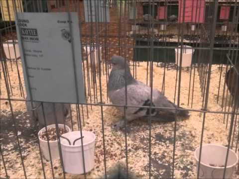 grand national results