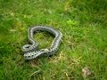 zmija zygzakowata hoffi / fiesta / Vipera Berus zmija zygzakowata hoffi / fiesta / Vipera Berus