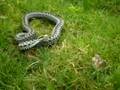 zmija zygzakowata hoffi / fiesta / Vipera Berus